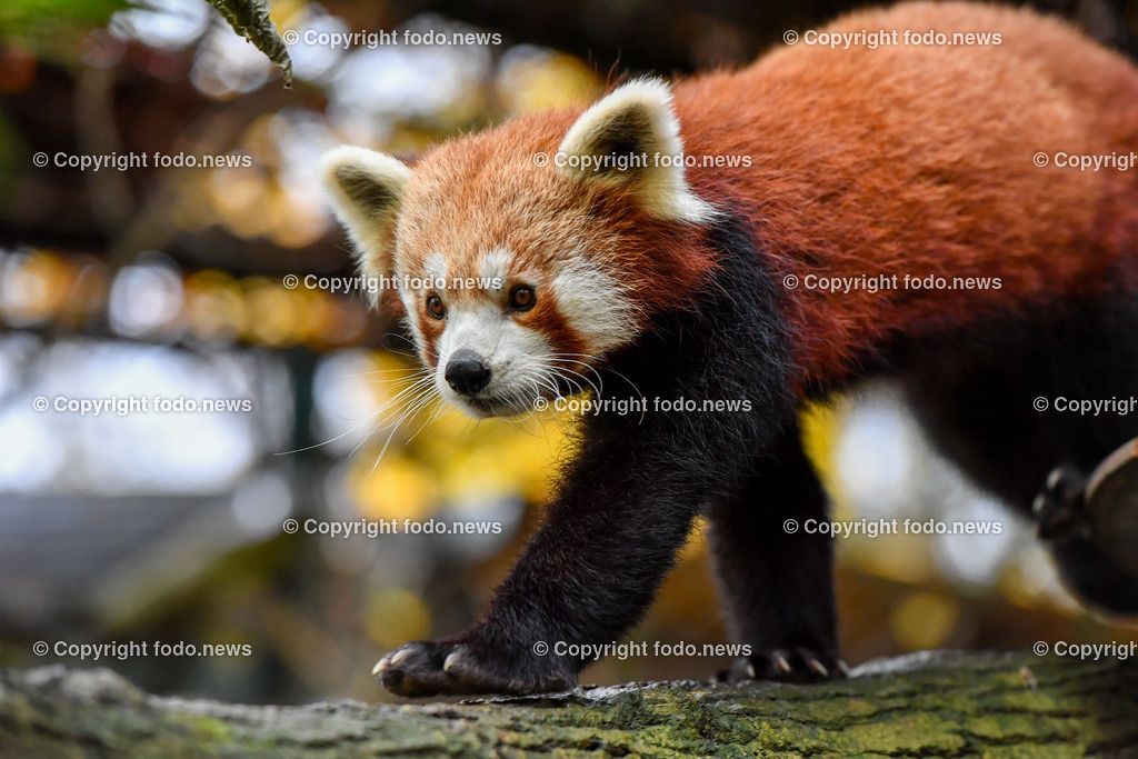 Zoo Linz_ 22.11.2022-48 | 22.11.2022, Zoo Linz, AUT, Schafe, Ziegen, roter Panda, im Bild roter Panda