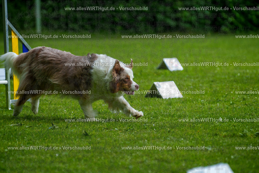 @allesWIRTHgut_Tierfotografie - www.allesWIRTHgut.de - 7R503336 | Professionelle Tierfotografie in Mönchengladbach von Daniel Wirth (allesWIRTHgut). Liebevolle & natürliche Bilder von Hunden & Katzen für unvergessliche Erinnerungen.