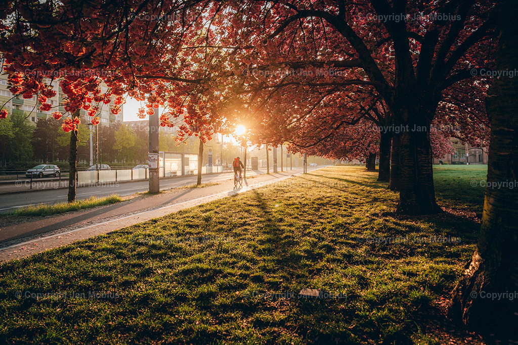 _DSC1698 | Leipzig Wandbilder Drucke Prints Leinwand Stadtmotive Leipzig Fotosdruck Kunstdrucke Bilder Leipzig Stadtansichten Acrylglasbilder Leipzig Wanddeko Fine Art Prints Wandbilder Büro Leipzig Bilder Praxis Zuhause Bilderdruck Poster Posterlounge Kunstdrucke - Realisiert mit Pictrs.com