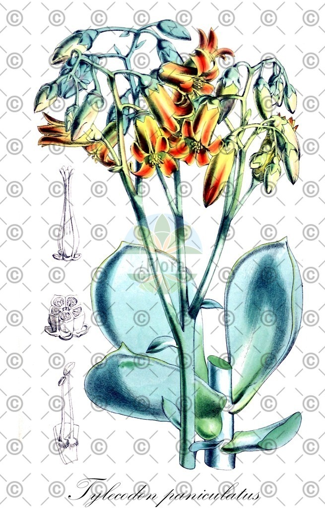 HistAbb_wfo-0000780026_1_ENZY_Simple | Historische Abbildung von Tylecodon paniculatus - Crassulaceae | Historical Illustration of Tylecodon paniculatus - Crassulaceae