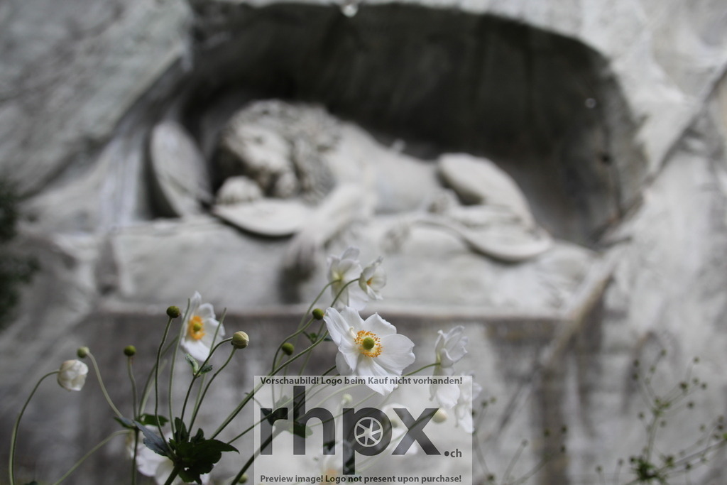 Löwendenkmal Luzern | Detailaufnahme des Löwendenkmals in Luzern. Im Vordergrund zarte Blume. - Realisiert mit Pictrs.com