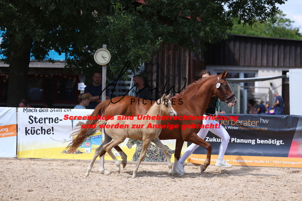 Fohlenschau_Schwäbisch_Hall_Ponys_KN 44_6 | lmwpictures - Realisiert mit Pictrs.com