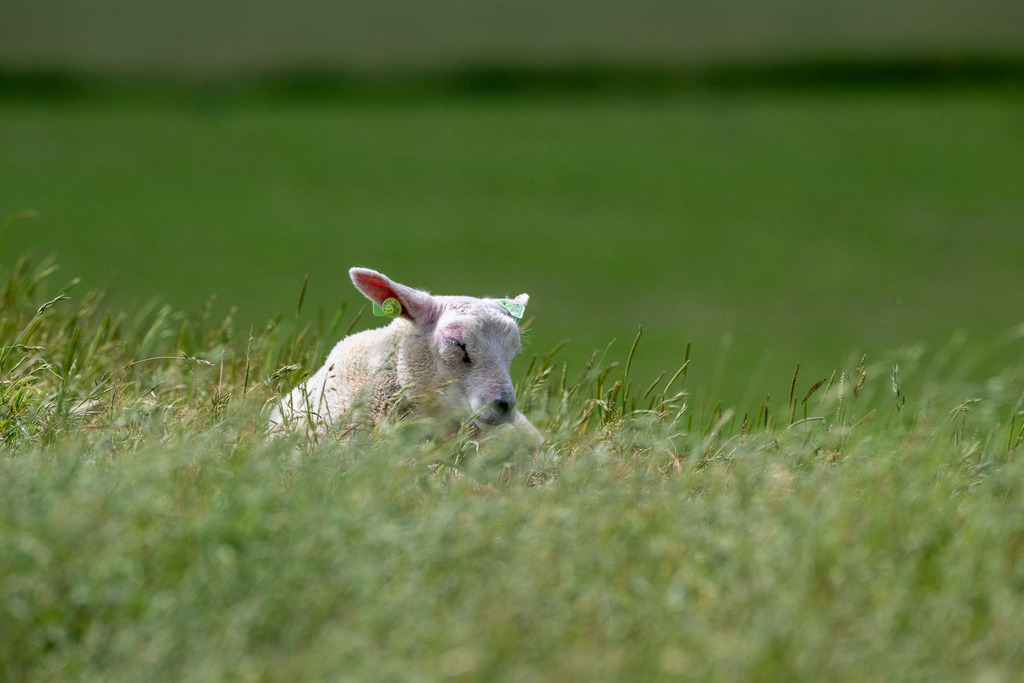 260606_Texel_9849_mr | Entdecke exklusive Fotografie im muebri Shop: Stimmungsvolle Motive  Naturaufnahmen und mehr. Jetzt hochwertige Wandbilder und Fotoabzüge online kaufen! - Realisiert mit Pictrs.com