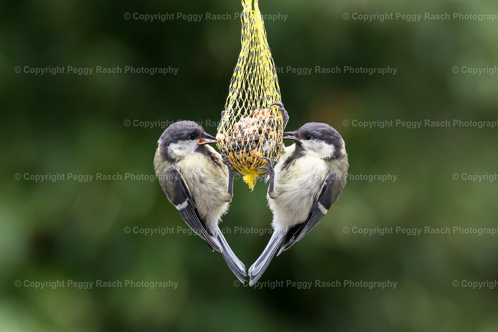 Specials | PeggyRaschPhotography - Realisiert mit Pictrs.com