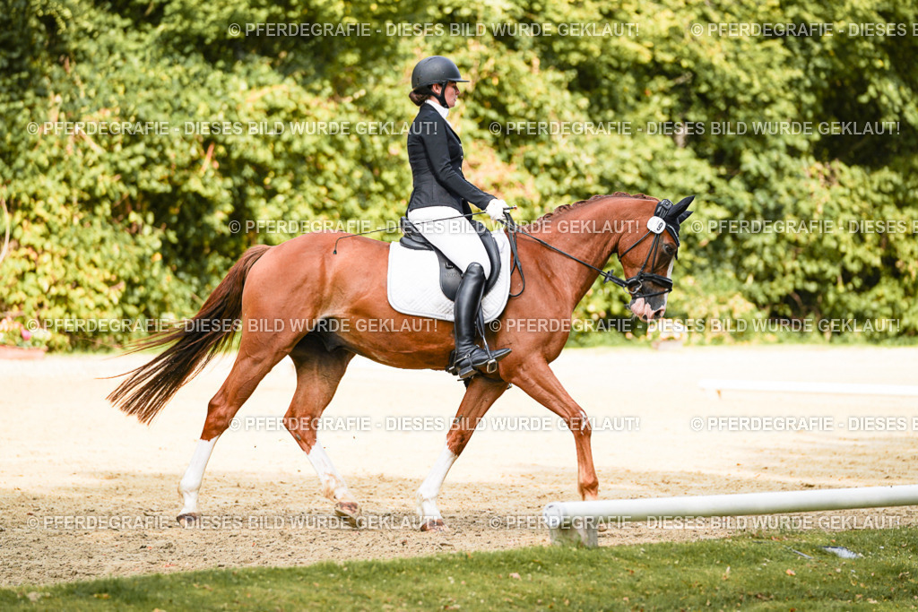 DSC03028 | Pferdegrafie