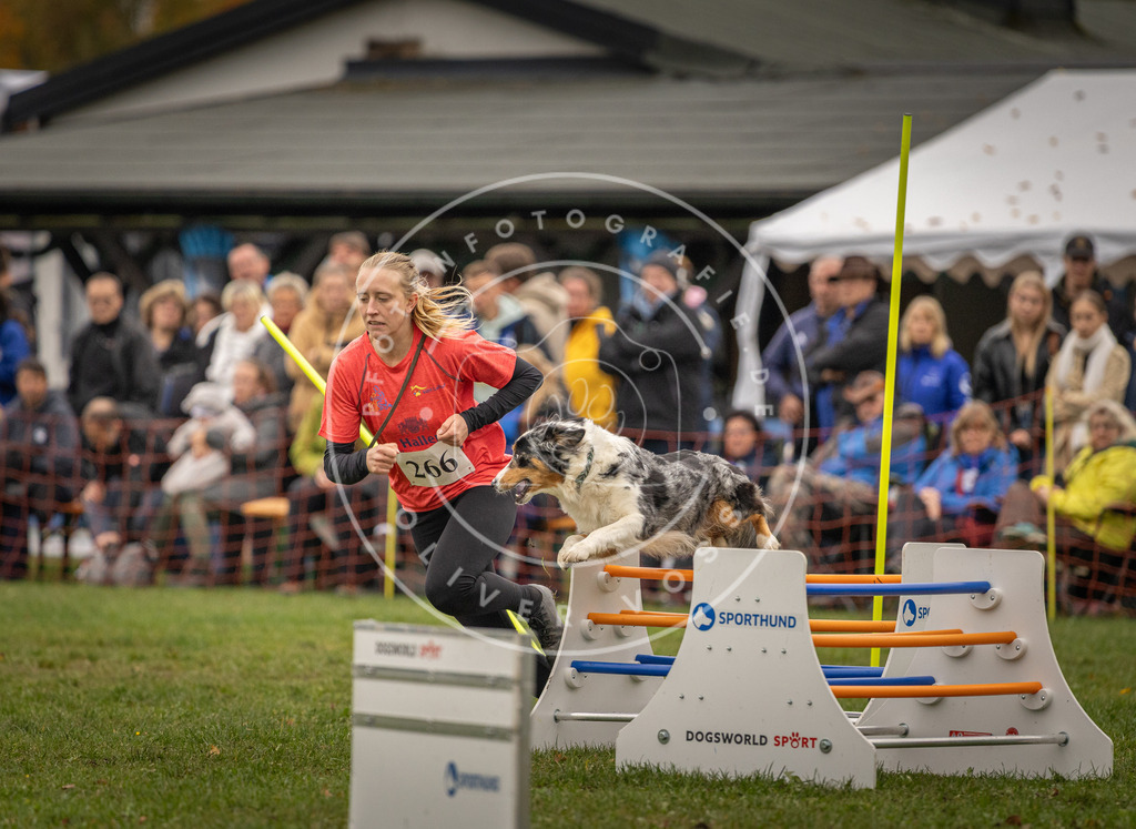 Pfotenfotografie_DV3A7515 | Hundefotografie, Tierfotograf, Pfotenfotografie, Fotoshooting Hund, Hunde Portrait, Hundesport, Hundeportraits, Heideshooting, Hunde, Sportfotograf, Hundefotograf, Turnierhundsport, THS,  - Realisiert mit Pictrs.com
