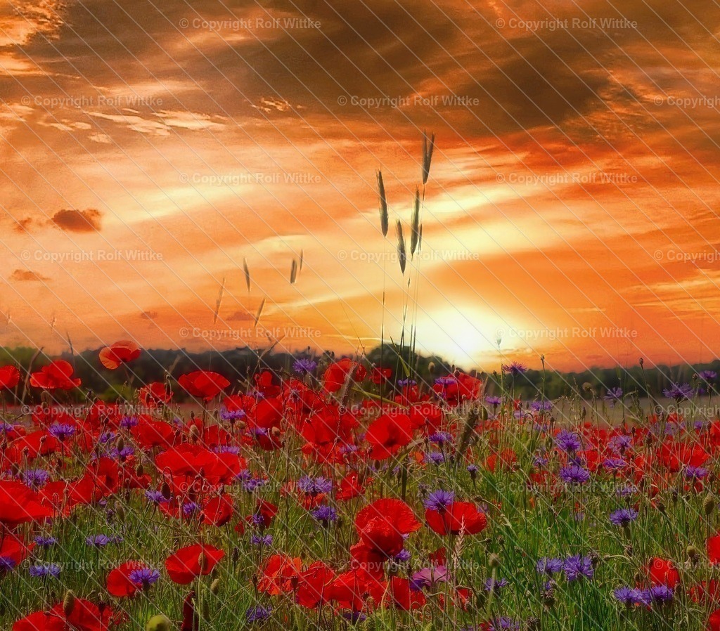 1D3A6571 | Rolf Wittke  - Realisiert mit Pictrs.com