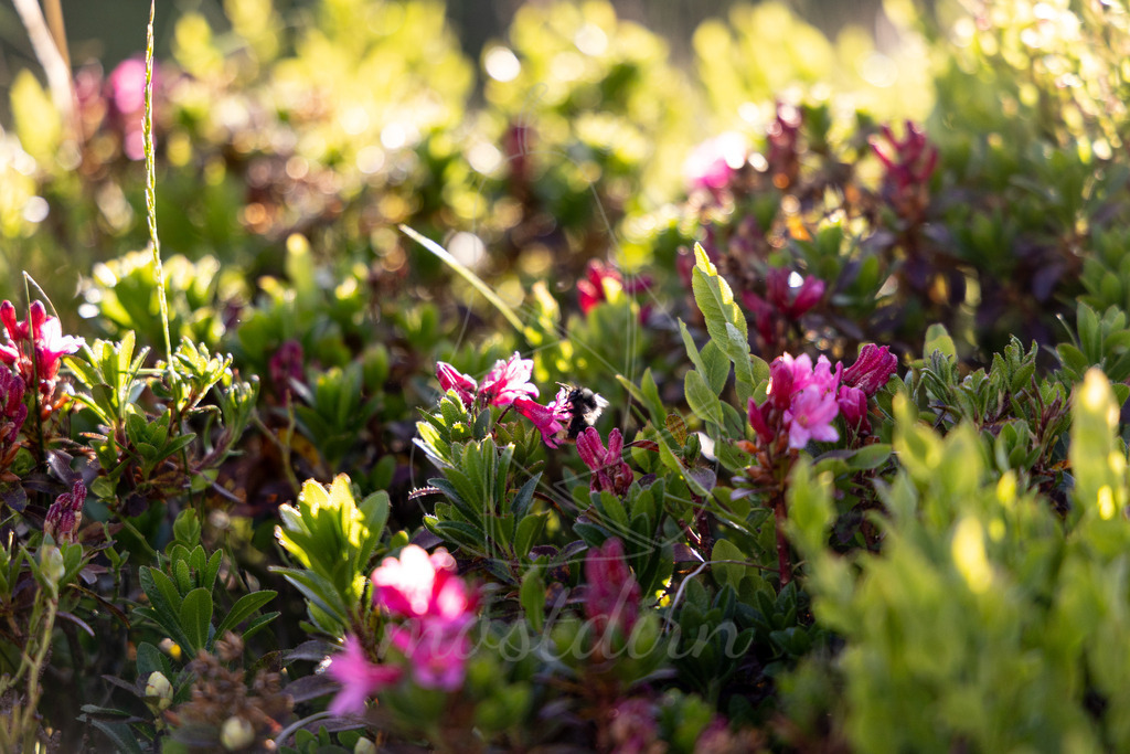 Riedingtal_ Franz_Fischer_Huette_Faulkogel_Mostdirn_Irmgard_Wieser-8944 | Ihre Fotografin im Lungau, ihre Fotografin im Mostviertel, Wandbilder Onlineshop, Imagefotos für Ihr Unternehmen,  - Realisiert mit Pictrs.com