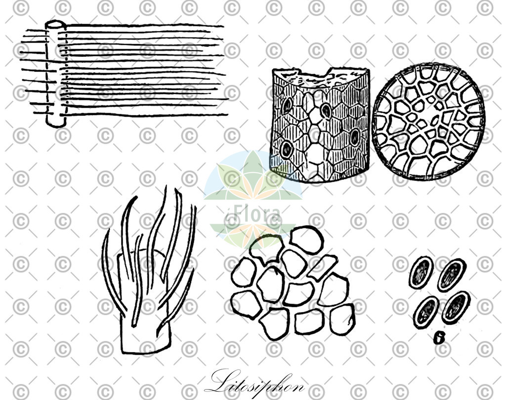 HistAbb_wfo-0000091132_1_ENZY_Simple | Historische Abbildung von Litosiphon - Chordariaceae (0) | Historical Illustration of Litosiphon - Chordariaceae (0)