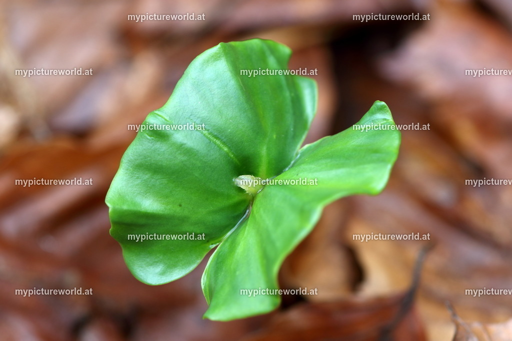 Rotbuche-005 | Das Bilderarchiv über Tiere, Planzen und Landschaften. In der Bilddatenbank finden Sie ein große Auswahl an hochwertigen Bilder für Ihre Werbung - Realisiert mit Pictrs.com