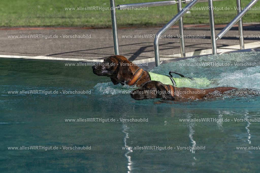 Hundeschwimmen_Volksbad_2026-allesWIRTHgut_Tierfotografie-2609061607-FAY07371 | Professionelle Tierfotografie in Mönchengladbach von Daniel Wirth (allesWIRTHgut). Liebevolle & natürliche Bilder von Hunden & Katzen für unvergessliche Erinnerungen.
