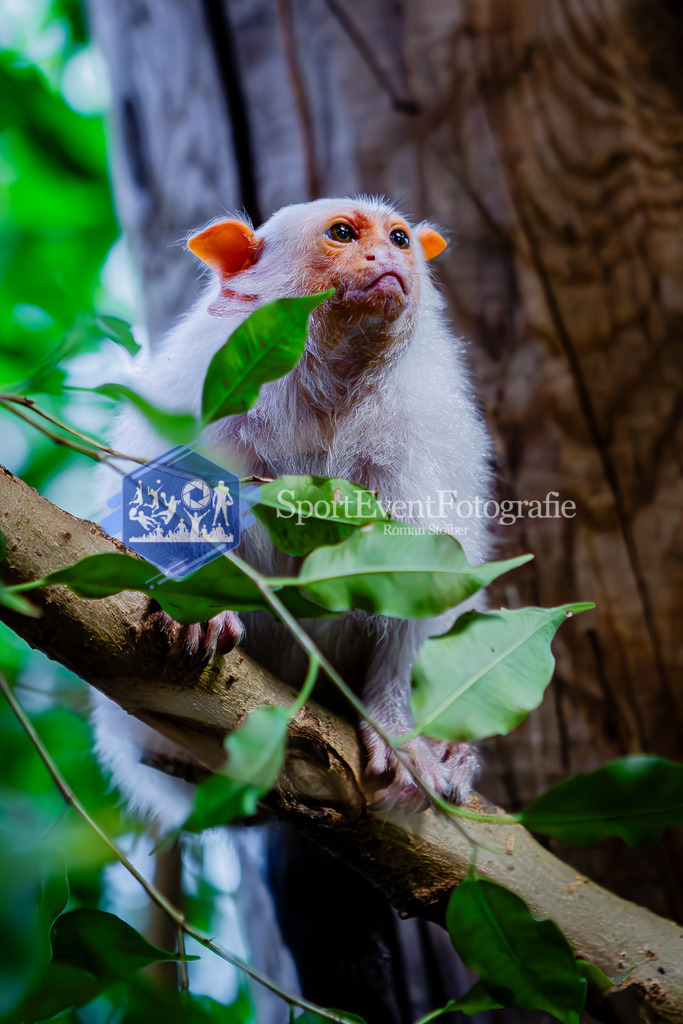 IMG_7687 | SportEventFotografie - Roman Stoiber