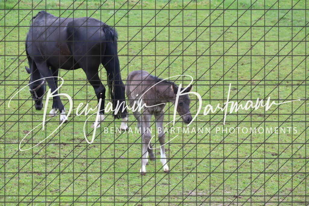 IMG_4302 | Benjamin Bartmann Photomoments