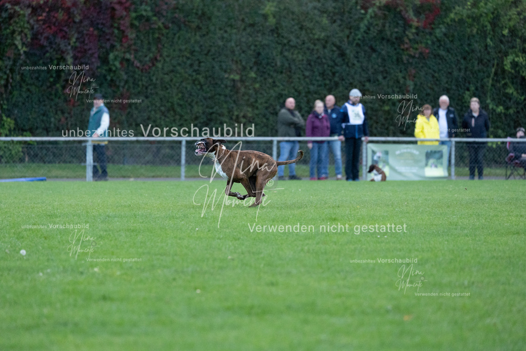 _16A4489 | Einzigartige Fotos von Hunden & Menschen –Actionfotos, Portraits, Vereinsaufnahmen & Paarshootings – authentisch, lebendig & mit Herz.