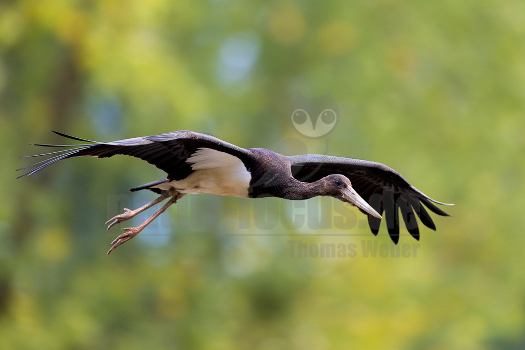 _5M29092_20250830 | Ein Schwarzstorch (Ciconia nigra) ist im Flug festgehalten, seine Flügel sind weit ausgebreitet und seine Beine nach hinten gestreckt. Der Vogel hat ein glänzendes schwarzes Gefieder auf dem Rücken und den Flügeln, während sein Bauch weiß ist. Der Kopf und Hals zeigen eine bräunliche Tönung, und der Schnabel sowie die Beine sind orange-rötlich. Der Hintergrund ist unscharf und zeigt verschiedene Grüntöne, was den Fokus auf den fliegenden Storch lenkt. - Realisiert mit Pictrs.com