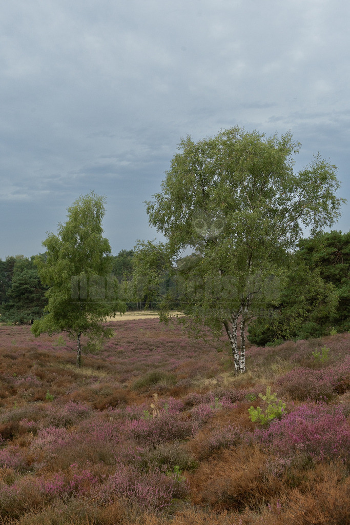 R5M20117_20260828 | Das Bild zeigt eine weite Heidelandschaft, die von einem Teppich aus blühender lila und rosa Heide bedeckt ist. Mehrere schlanke Birken mit ihrer markanten weißen Rinde und frischem grünen Laub stehen prominent in der Mitte des Bildes. Im Hintergrund erstreckt sich ein dichter Wald, der die sanften Hügel der Heide begrenzt. Der Himmel ist bedeckt mit grauen Wolken, was auf einen typischen Spätsommertag in dieser Region hindeutet. Die Farben der Heide dominieren die Szene und verleihen ihr eine ruhige und natürliche Schönheit. Es sind keine Berge erkennbar. - Realisiert mit Pictrs.com