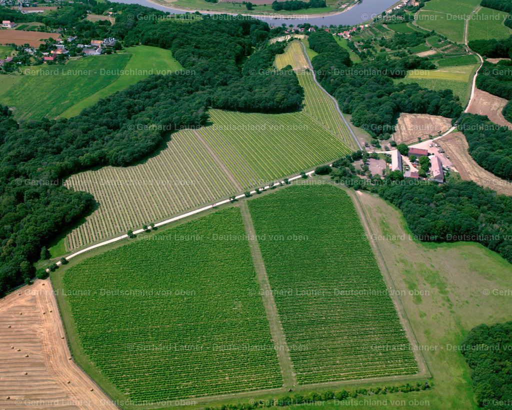 2417469 | Weinberge bei Seußlitz