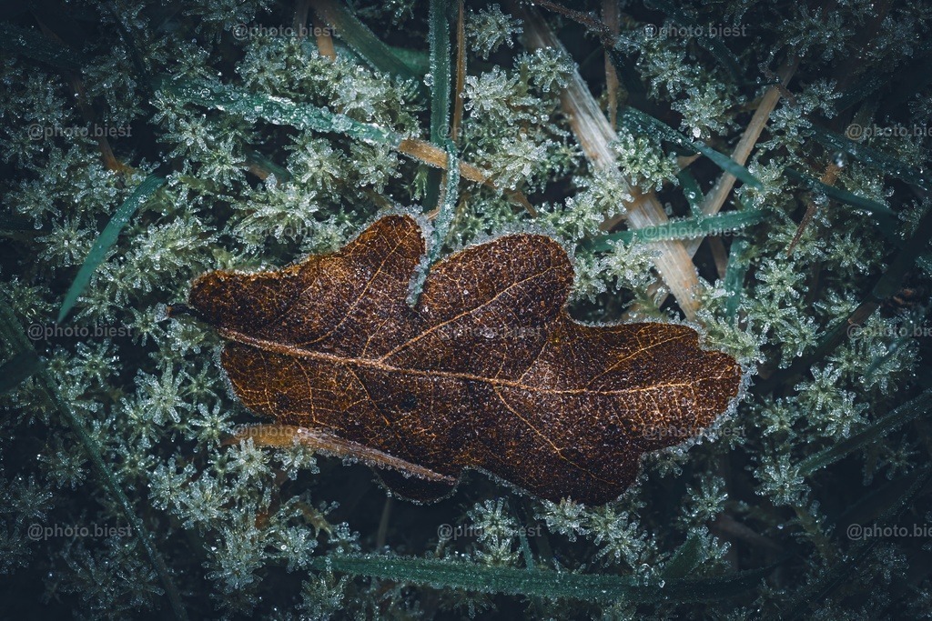 Frostiges Moos | Ein Eichenblatt, im winterlichen Boden festgefroren. - Realisiert mit Pictrs.com