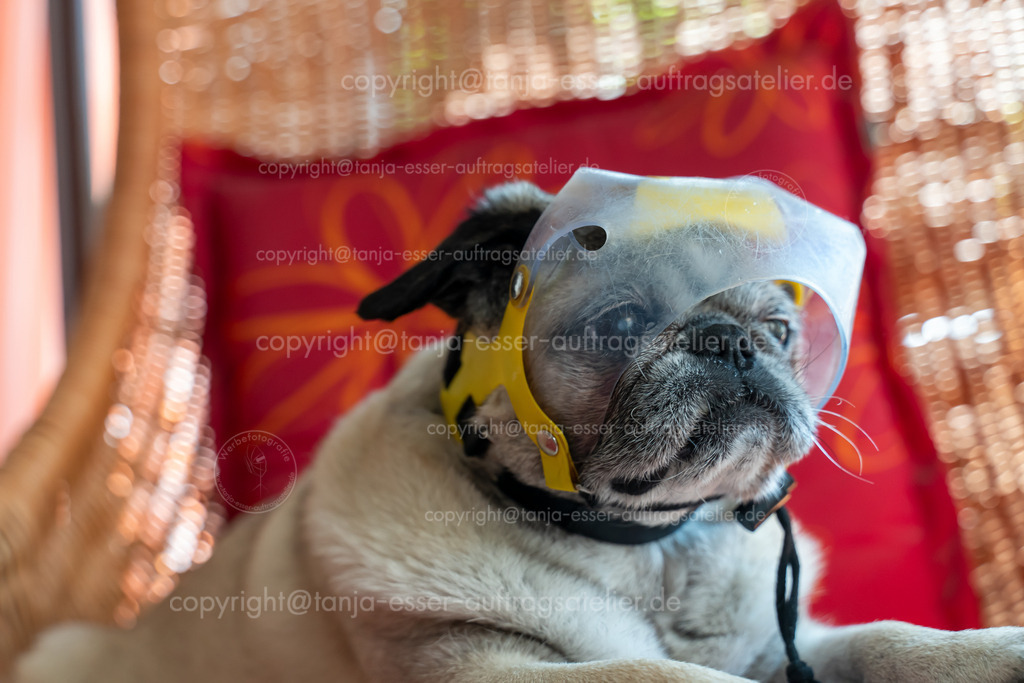 Älterer Hund mit Grauem Star | Kleiner älterer beiger Mops Hund ist blind. Damit er sich beim Schnuppern nichts ins Auge sticht, trägt er einen Augenschutz. Das Visier aus Kunststoff hat schon viele Stöße abgefangen und ist deshalb verkratzt.