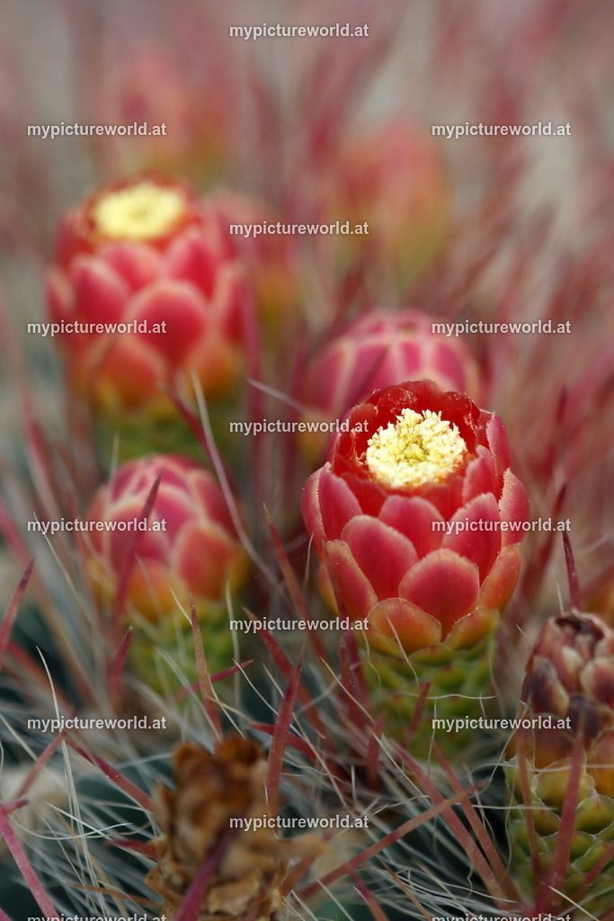 Ferocactus pilosus-001 | Das Bilderarchiv über Tiere, Planzen und Landschaften. In der Bilddatenbank finden Sie ein große Auswahl an hochwertigen Bilder für Ihre Werbung - Realized with Pictrs.com