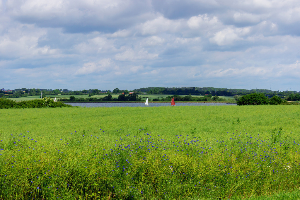 Wandbild: Kornblumen im Rapsfeld im Frühling | Dieses Wandbild im Querformat zeigt ein grünes Rapsfeld in dem einige Kornblumen wachsen. In der Ferne auf der Schlei sind zwei Segelboote zu sehen. Der Himmel ist komplett bewölkt.  - Realisiert mit Pictrs.com