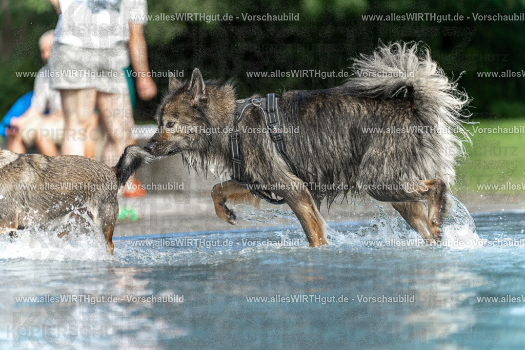 Hundeschwimmen_Volksbad_2026-allesWIRTHgut_Tierfotografie-2609061530-7R501577 | Professionelle Tierfotografie in Mönchengladbach von Daniel Wirth (allesWIRTHgut). Liebevolle & natürliche Bilder von Hunden & Katzen für unvergessliche Erinnerungen.