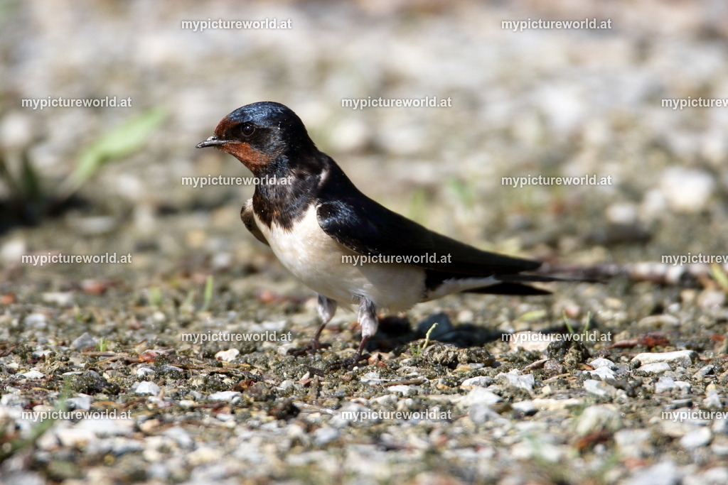 Rauchschwalbe-103 | Das Bilderarchiv über Tiere, Planzen und Landschaften. In der Bilddatenbank finden Sie ein große Auswahl an hochwertigen Bilder für Ihre Werbung - Realisiert mit Pictrs.com