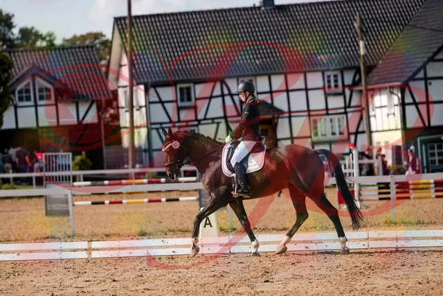 2026_10_03_Siefer-Hof_132125_Z63_82710527 | Professionelle Reitsport-, Turnier- und Eventfotografie von Robert Broda. Galerien mit ausgewählten und bearbeiteten Bildern direkt online ansehen und bestellen.