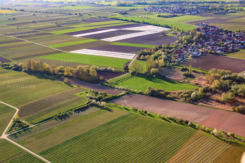 Luftbild: Blühende Bäume am Kaltenbach in Kleinfischlingen im Bundesland Rheinland-Pfalz in Deutschland. Foto: IMG_56730.jpg vom 25.04.2013 durch Werner Riehm/FLY-FOTO.deAuflösung des Originals: 4752 x 3168 px