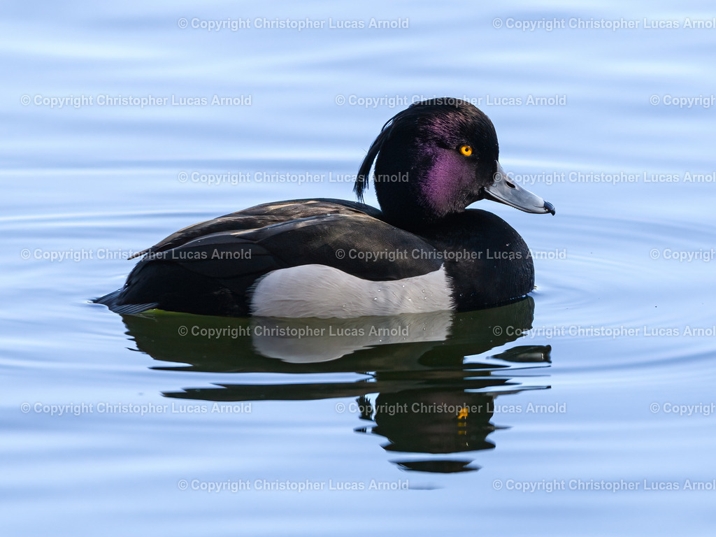 Reiherente | bildkomponist - Realisiert mit Pictrs.com