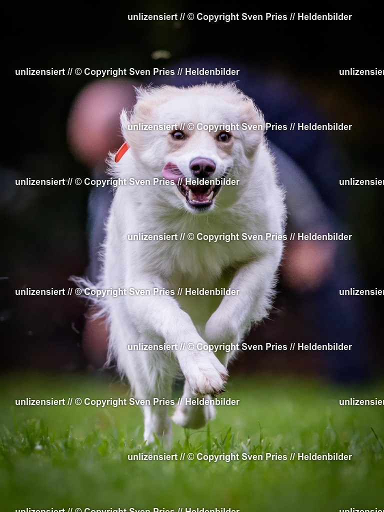 Sven Pries | 2024-10-19 - Hunderennen Ober-Grombach - Realisiert mit Pictrs.com