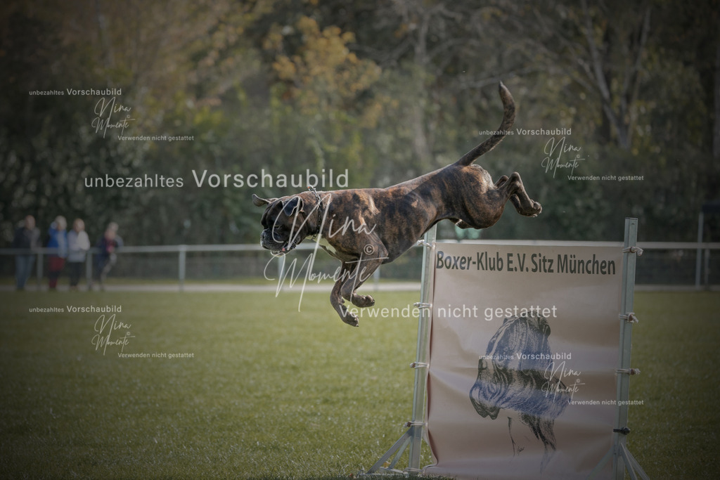 _16A6829-12 | Einzigartige Fotos von Hunden & Menschen –Actionfotos, Portraits, Vereinsaufnahmen & Paarshootings – authentisch, lebendig & mit Herz.