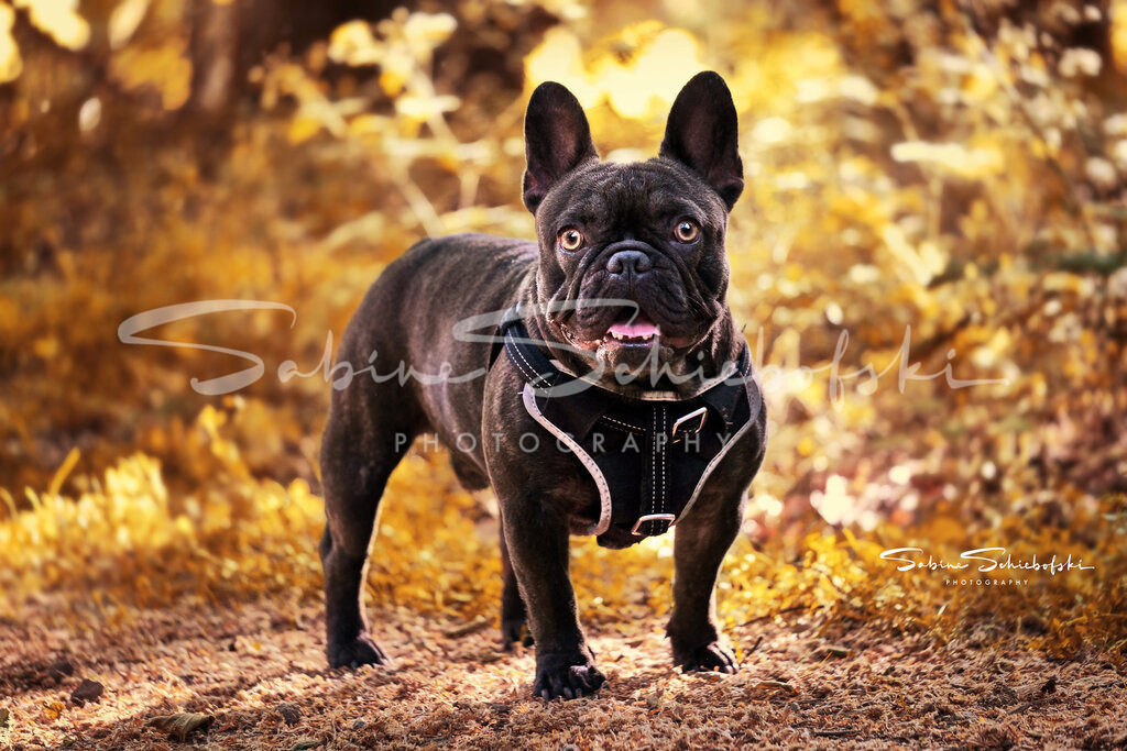 Fred_26-05-20_DSCF5244 | People- und Tierfotografie, Imageaufnahmen, Veranstaltungsfotografie und Wandbilder aus der Natur ★ Made in Germany ✔️ Druck + Downloads ✔️ Naturfotografie in Top Qualität ★ schneller Versand, weltweite Lieferung! - Realisiert mit Pictrs.com