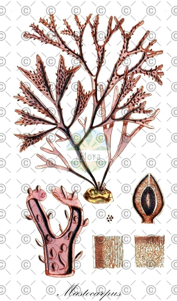 HistAbb_5LWQ_3_ENZY_Simple | Historische Abbildung von Mastocarpus - Phyllophoraceae (0) | Historical Illustration of Mastocarpus - Phyllophoraceae (0)