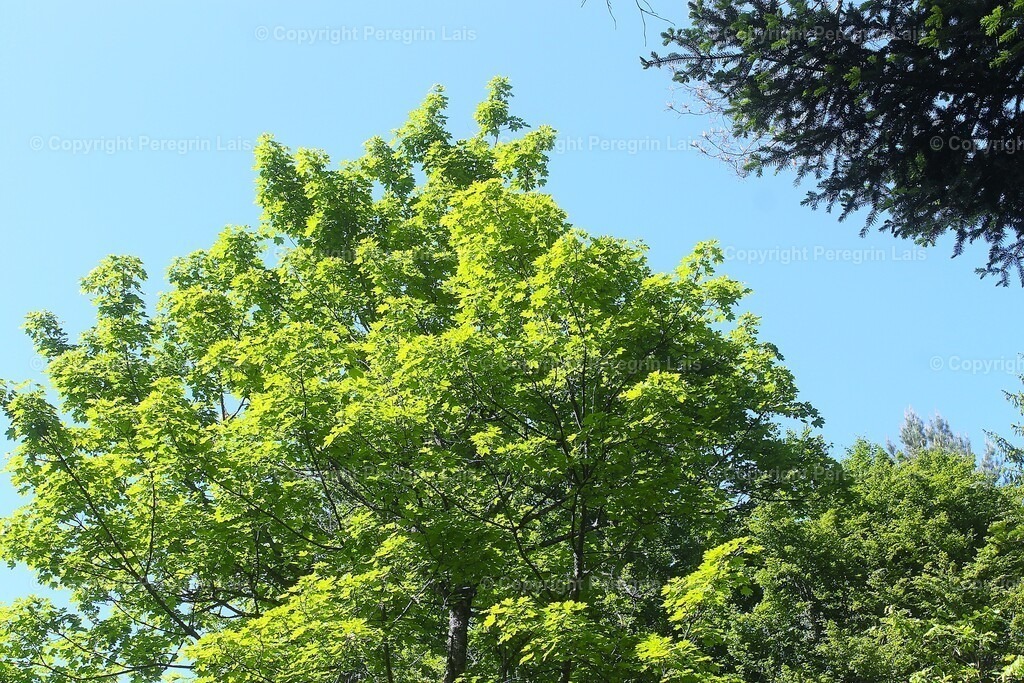 IMG_2941 | Fotografiert von Peregrin Lais. Bilder anschauen, 
Formate auswählen und bestellen. - Realisiert mit Pictrs.com