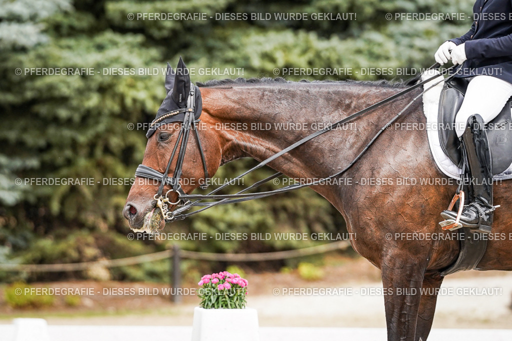 DSC05643 | Pferdegrafie