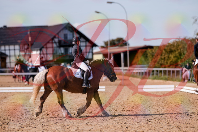 2026_10_03_Siefer-Hof_130224_Z81_56597800 | Professionelle Reitsport-, Turnier- und Eventfotografie von Robert Broda. Galerien mit ausgewählten und bearbeiteten Bildern direkt online ansehen und bestellen.