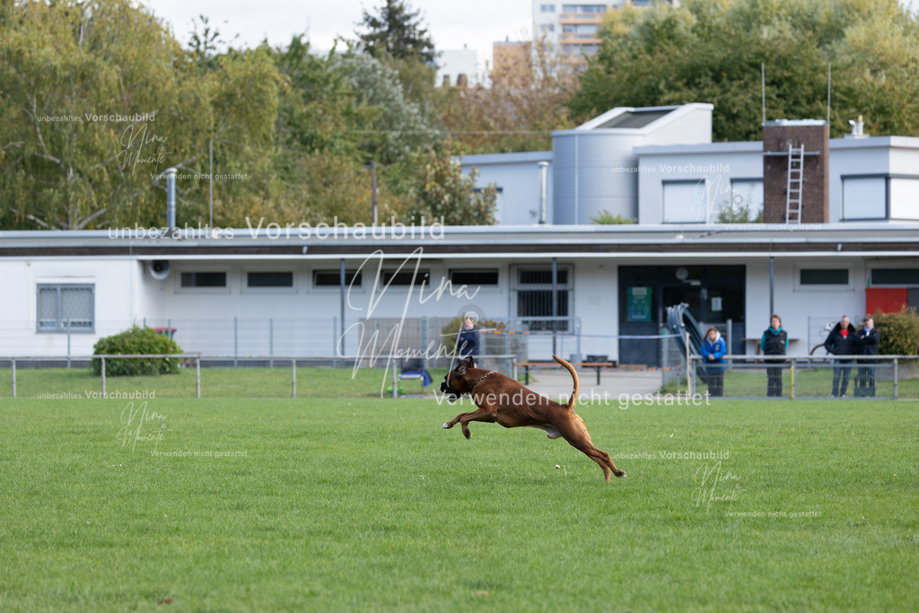 _16A6752 | Einzigartige Fotos von Hunden & Menschen –Actionfotos, Portraits, Vereinsaufnahmen & Paarshootings – authentisch, lebendig & mit Herz.