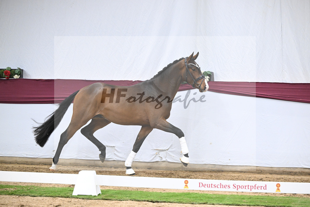 Kat-Nr. 136 Va Bene x Topas_Dr. Dieter Schuele_47254681 | hf-fotografie - Realisiert mit Pictrs.com