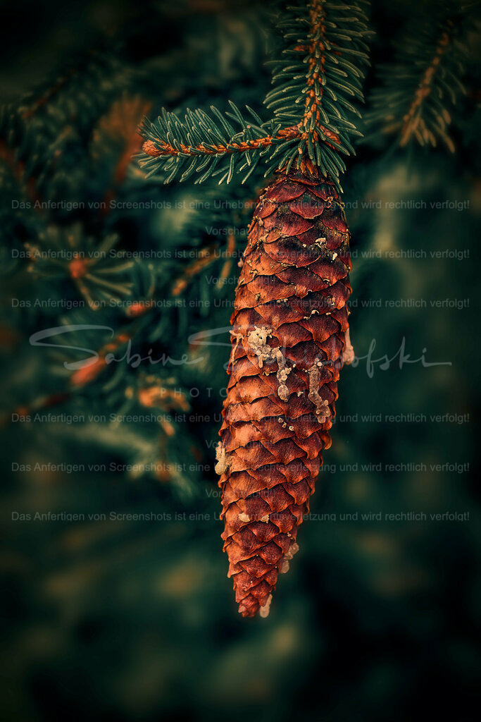 Wandbild Zapfen / Fichtenzapfen | People- und Tierfotografie, Imageaufnahmen, Veranstaltungsfotografie und Wandbilder aus der Natur ★ Made in Germany ✔️ Druck + Downloads ✔️ Naturfotografie in Top Qualität ★ schneller Versand, weltweite Lieferung! - Realisiert mit Pictrs.com