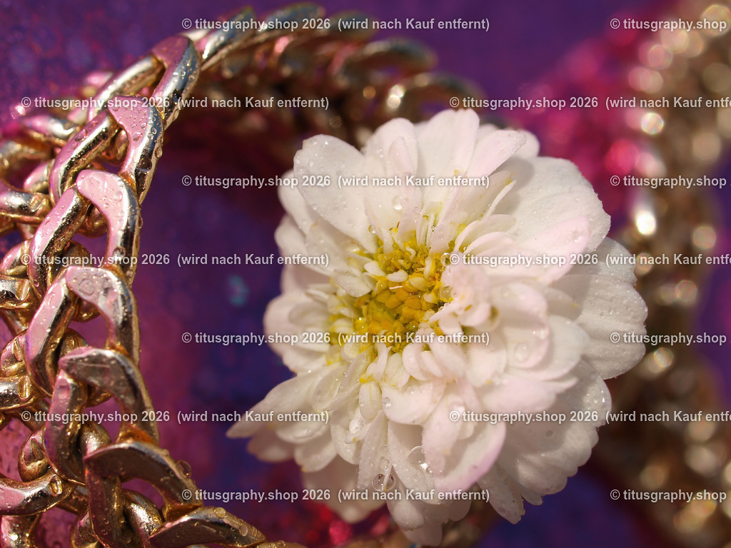 titusgraphy_P8231370-vz-ln | titusgraphy-shop: Geschenkideen mit Qualitätsfotos. titusgraphy-shop: gift ideas with quality photos. titusgraphy-shop: idées cadeaux avec photos de qualité.  - Realisiert mit Pictrs.com