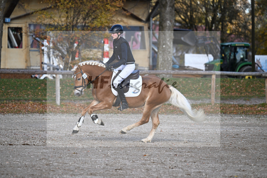 Kat-Nr. 2 Antonio BE v. Amazing Star van Beauvooorde_Edelmann_43250707 | hf-fotografie - Realisiert mit Pictrs.com