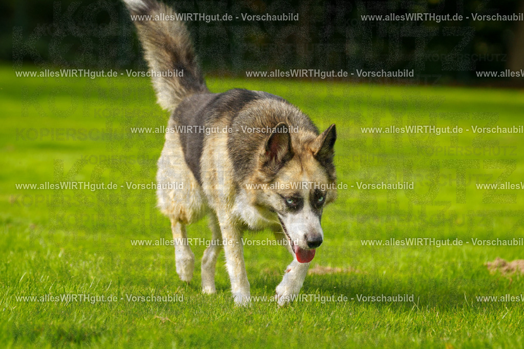 Hundeschwimmen_Grefrath_2026-allesWIRTHgut_Tierfotografie-11_32-7R503365 | Professionelle Tierfotografie in Mönchengladbach von Daniel Wirth (allesWIRTHgut). Liebevolle & natürliche Bilder von Hunden & Katzen für unvergessliche Erinnerungen.