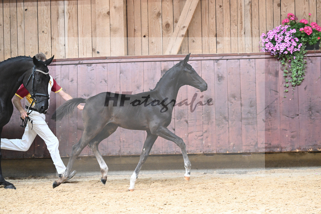 Kat-Nr. 22 HF Va Pensiero_Schindele_26230254 | hf-fotografie - Realisiert mit Pictrs.com