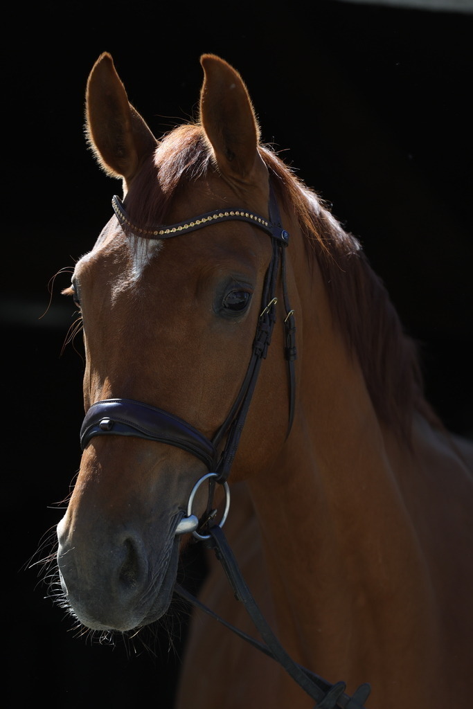 0P6A8938 | Willkommen bei Brunnmayr - Design & Fotografie – Ihrem Spezialisten für Reitturniere und Pferdeveranstaltungen in Oberösterreich, Salzburg und Bayern! Seit über 17 Jahren sind wir leidenschaftlich dabei.