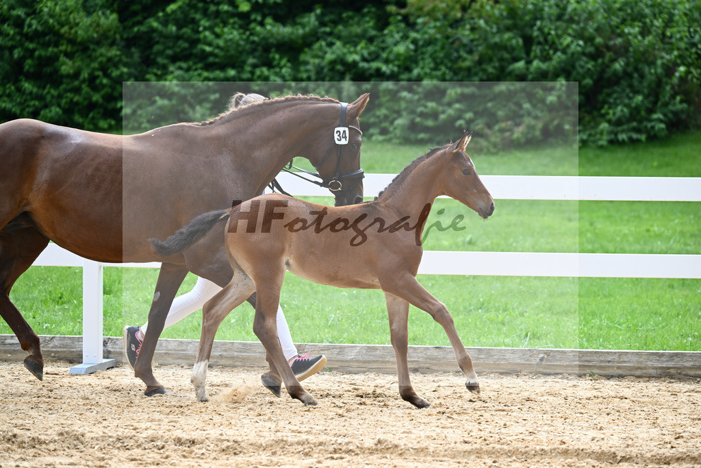 Kat-Nr. 34 Bon Vivaldi x Real Diamond_Zimmermann-Henken_27141064 | hf-fotografie - Realisiert mit Pictrs.com