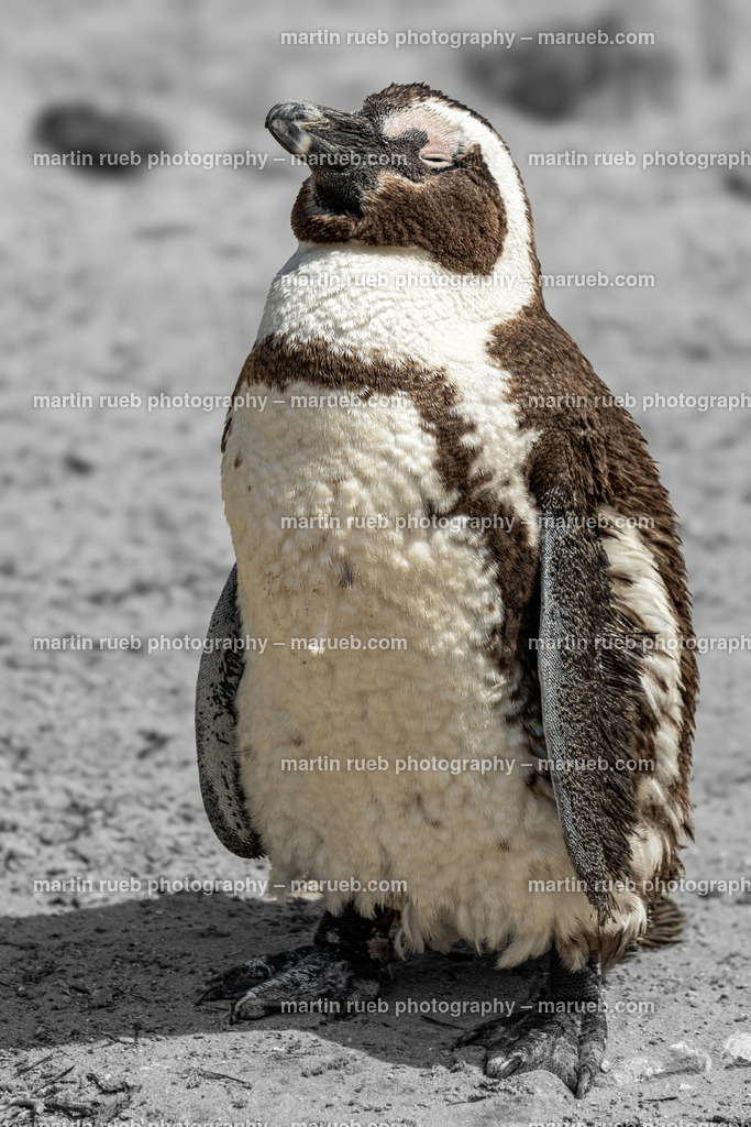 The moulting | A South African penguin enjoying the sun - Realisiert mit Pictrs.com