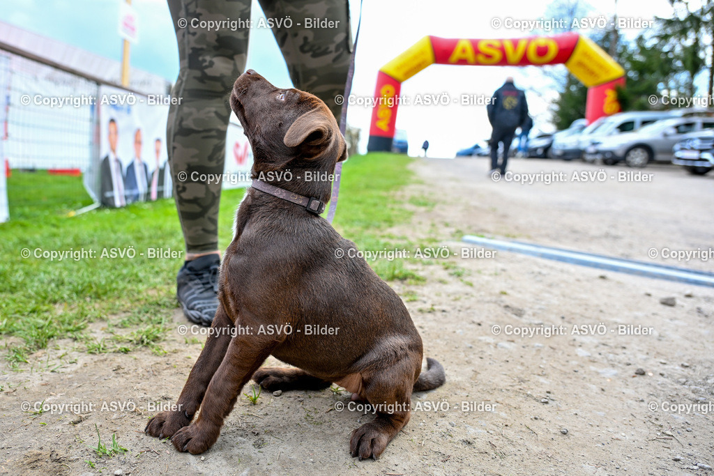 ASVÖ_ Tracking Dog World Championship 2025_ 05.04.2025-42 | bilder.asvo-sport - Realisiert mit Pictrs.com