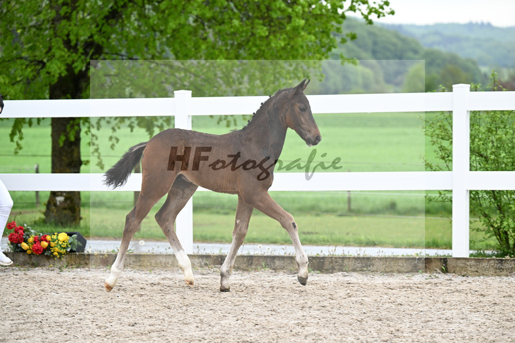 Kat-Nr. 42 HF Extreme U.S. x Jazzman_KFL Sporthorses_23261462 | hf-fotografie - Realisiert mit Pictrs.com