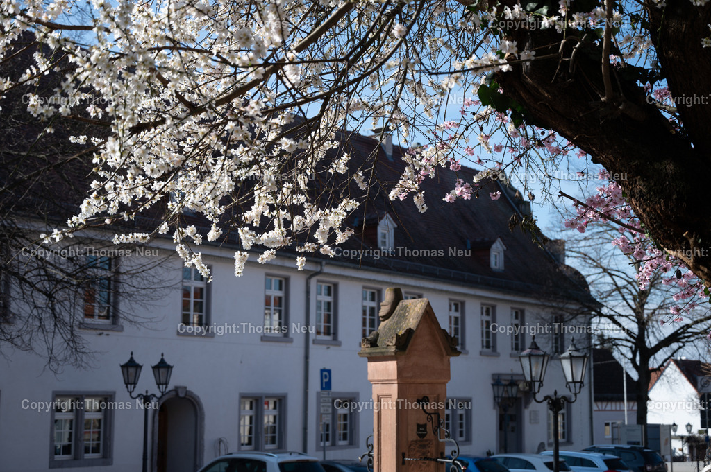 DSC_9123 | Zwingenberg in Frühlingslaune, hier am Löwenplatz, ,, Bild: Thomas Neu